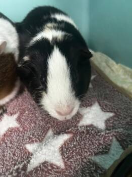 Rescue Guinea Pig Guinea Pigs for Adoption in Morristown, New Jersey - Tony *Lives With Andrew* | PetCurious